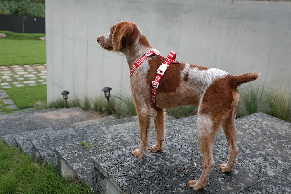 "Y" Shape Trip Harness for Dogs (FINAL SALE) - Image 6