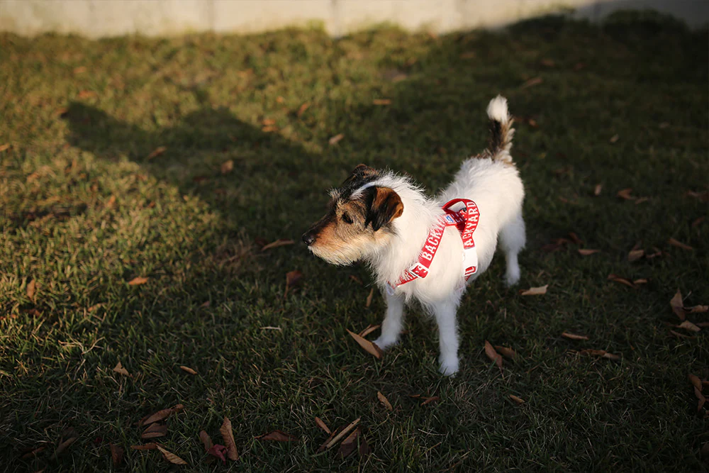 "Y" Shape Trip Harness for Dogs (FINAL SALE) - Image 7