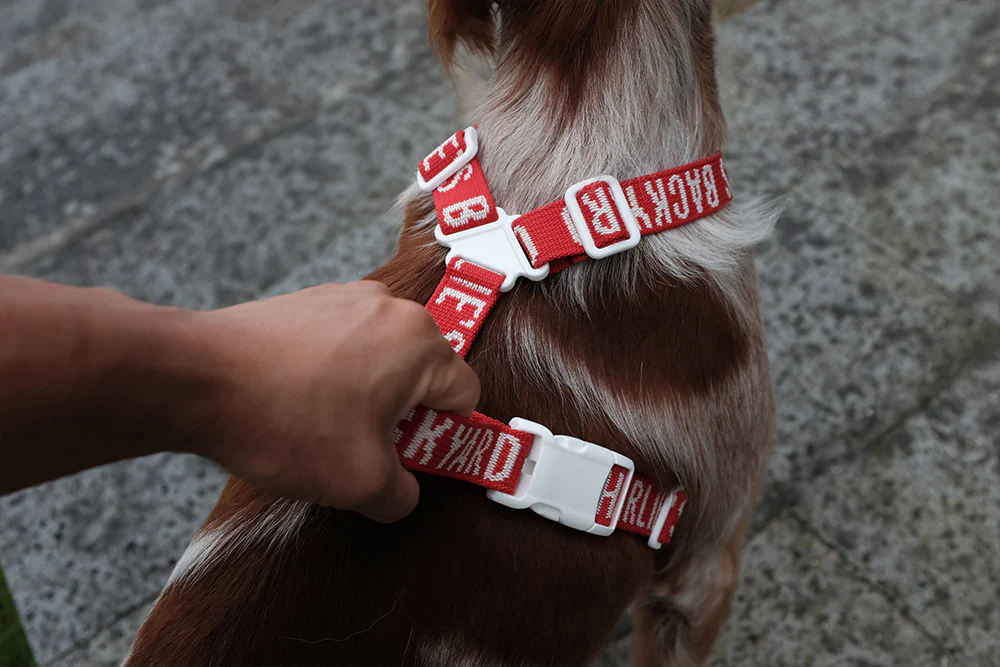 "Y" Shape Trip Harness for Dogs (FINAL SALE) - Image 8