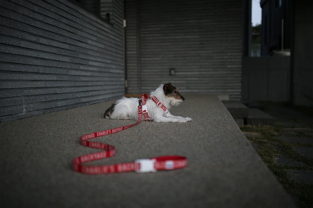 "Y" Shape Trip Harness for Dogs (FINAL SALE) - Image 9