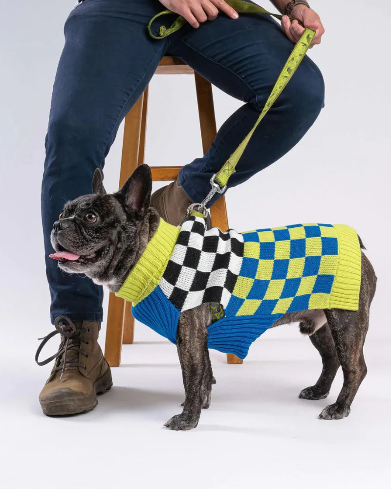 Checkerboard Dog Sweater in Lime & Cobalt (FINAL SALE) - Image 4
