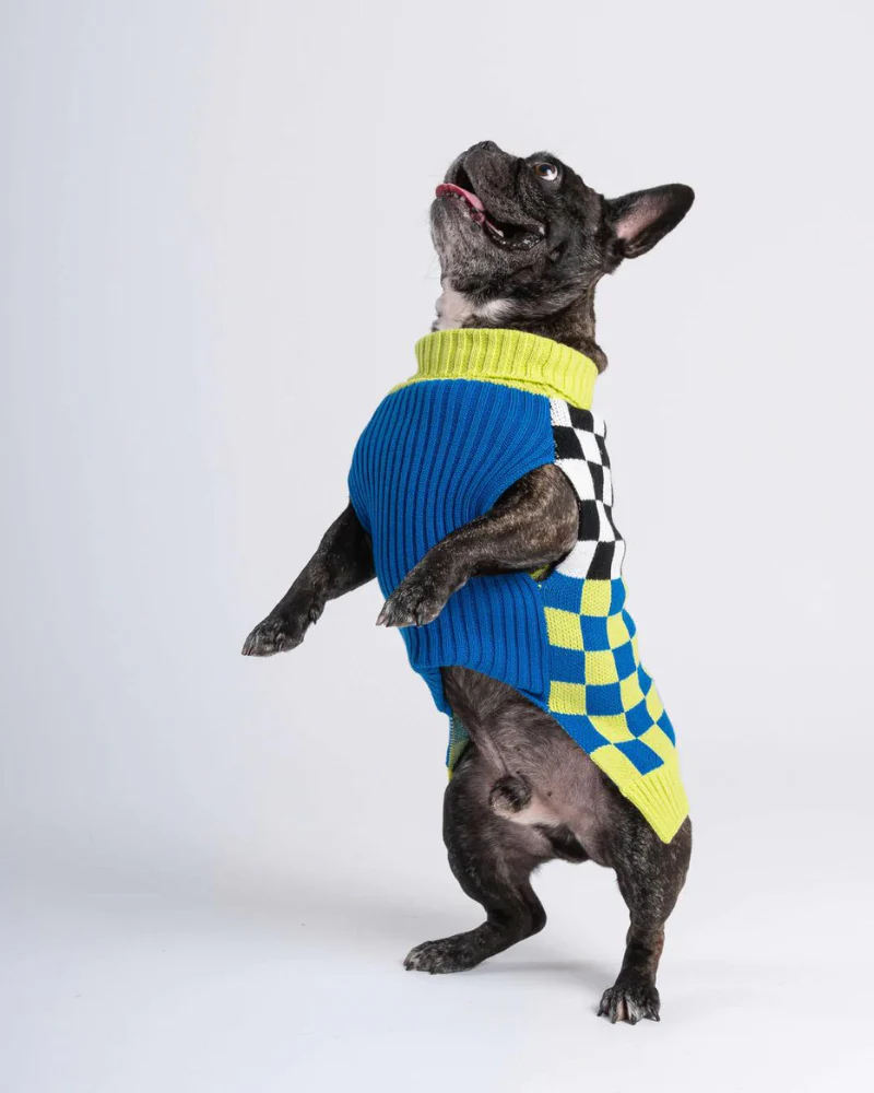 Checkerboard Dog Sweater in Lime & Cobalt (FINAL SALE) - Image 6