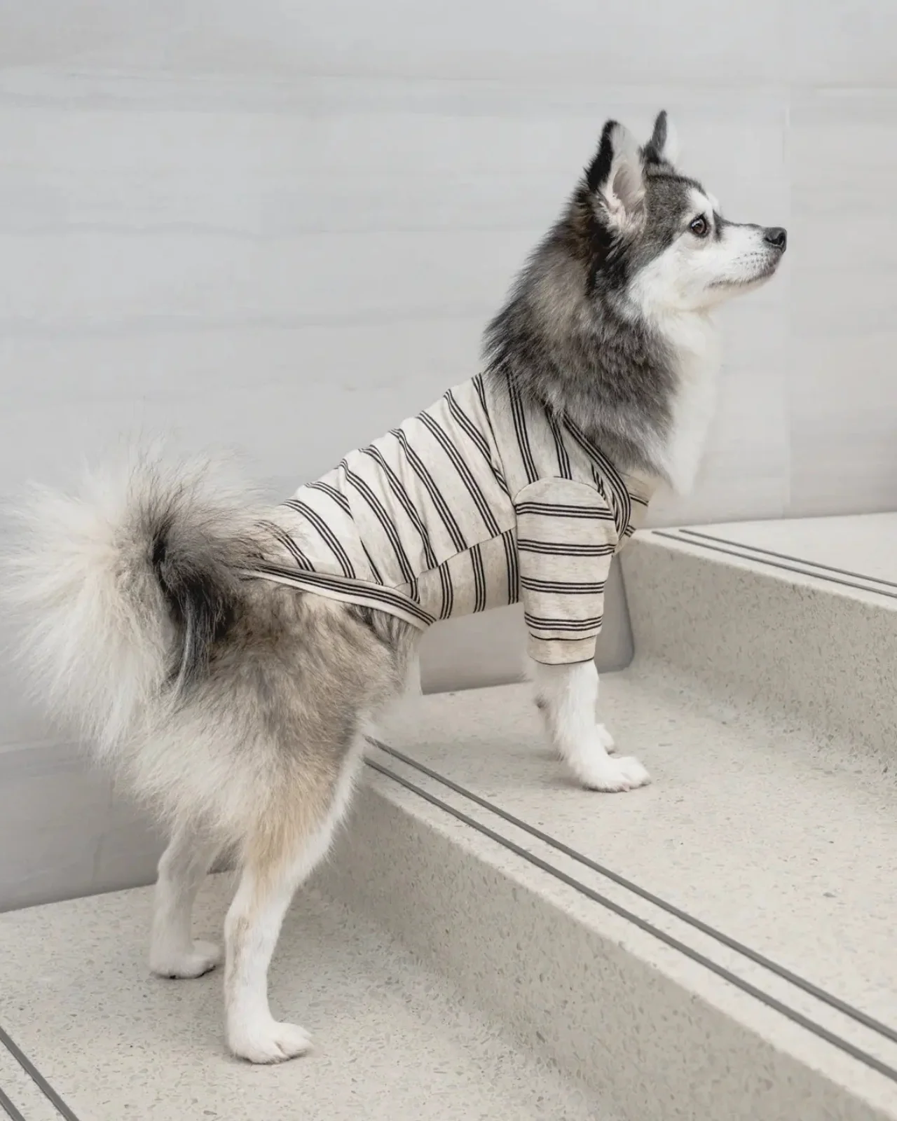 Chelsea Dog Tee in Earth (FINAL SALE) - Image 5