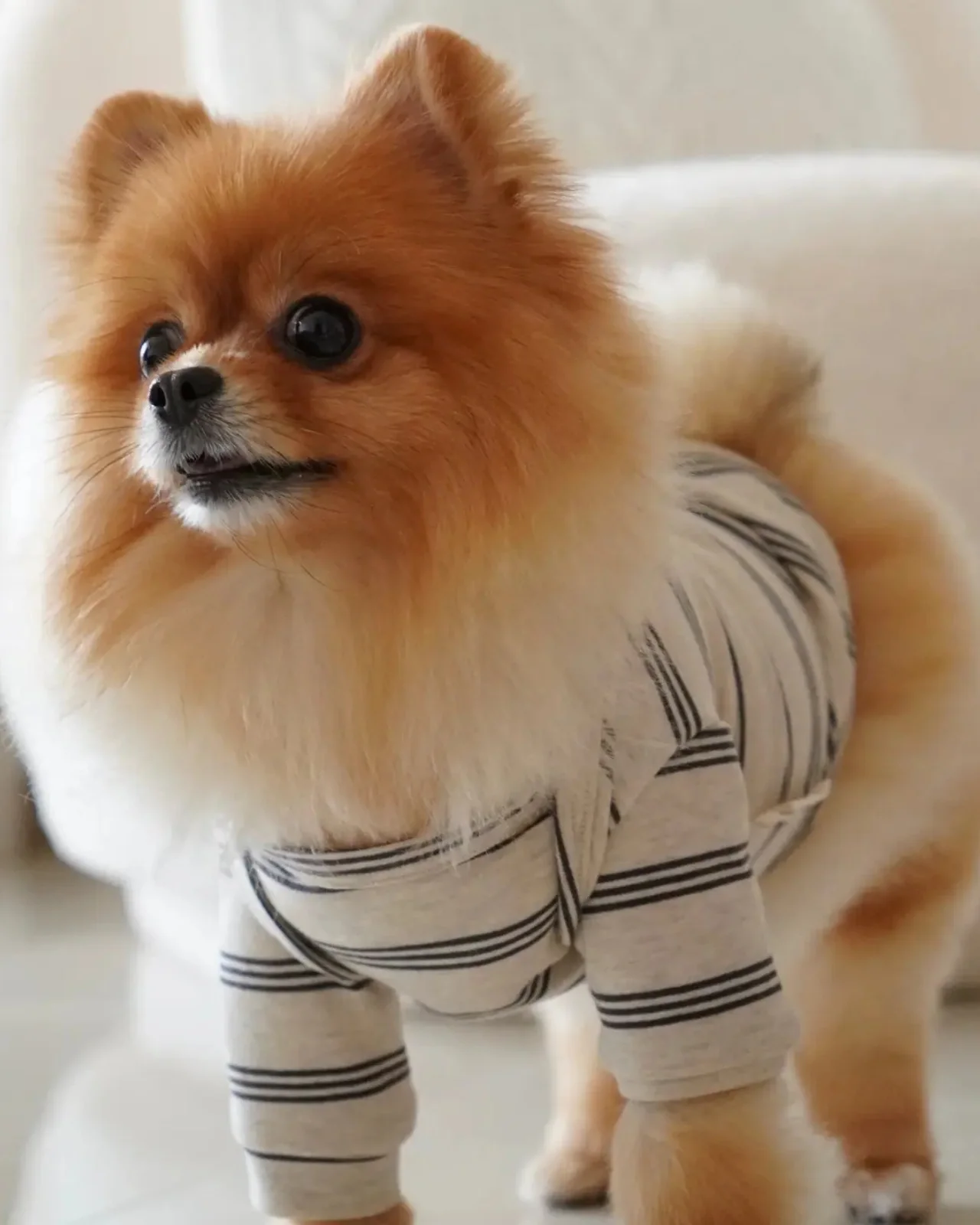 Chelsea Dog Tee in Earth (FINAL SALE) - Image 6
