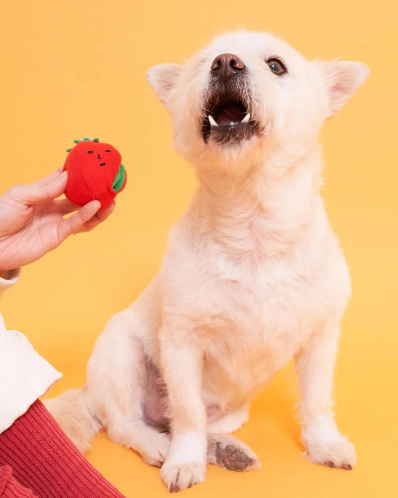 Cherry Tomato Nose Work & Tug Dog Toy - Image 11