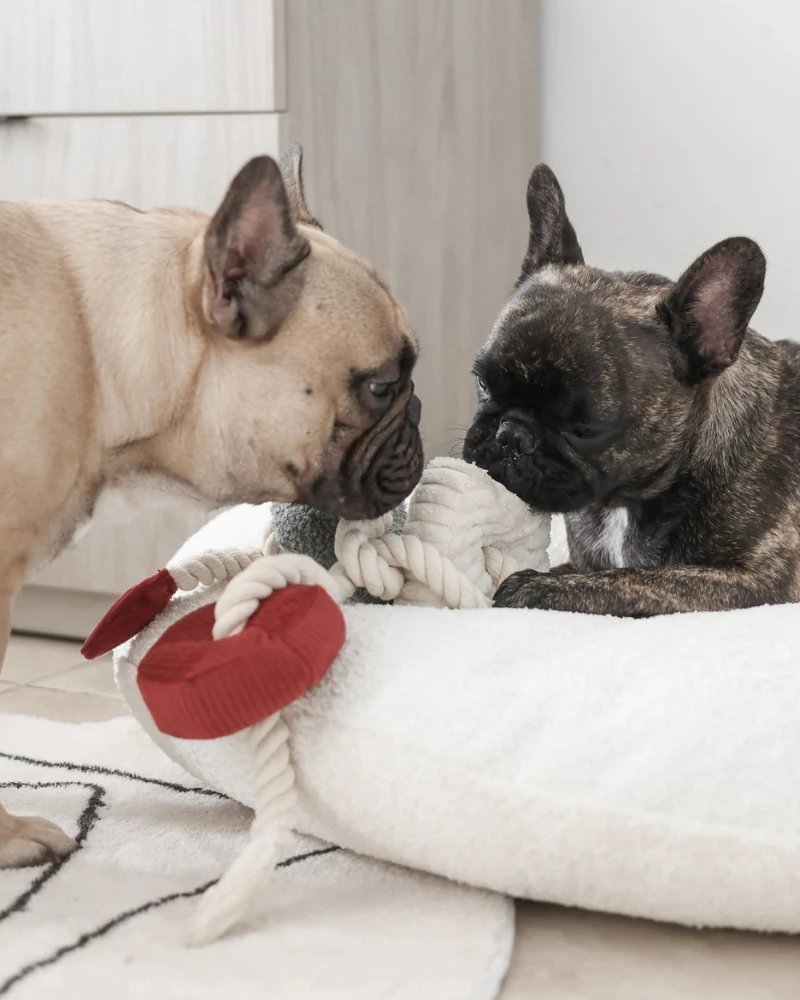 Christmas Blocs Interactive Tug Dog Toy - Image 5