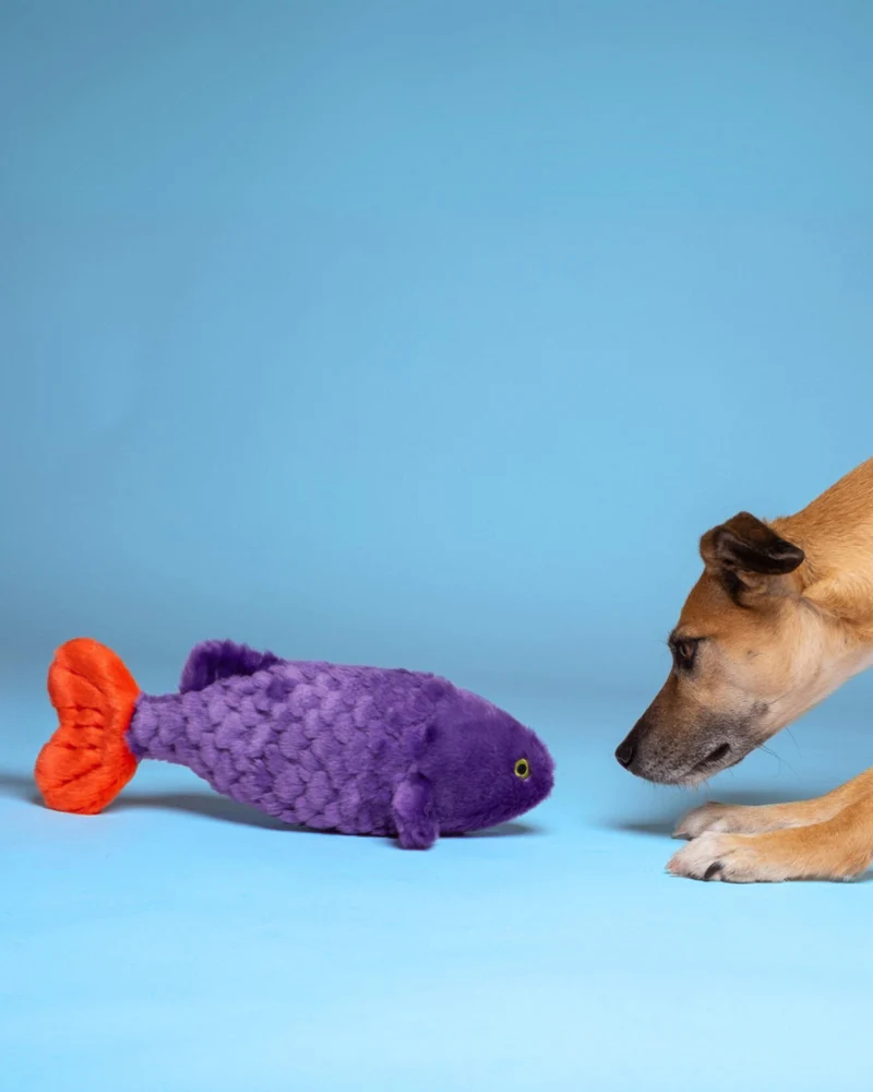 Cici the Tropical Fish Plush Squeaky Dog Toy - Image 4