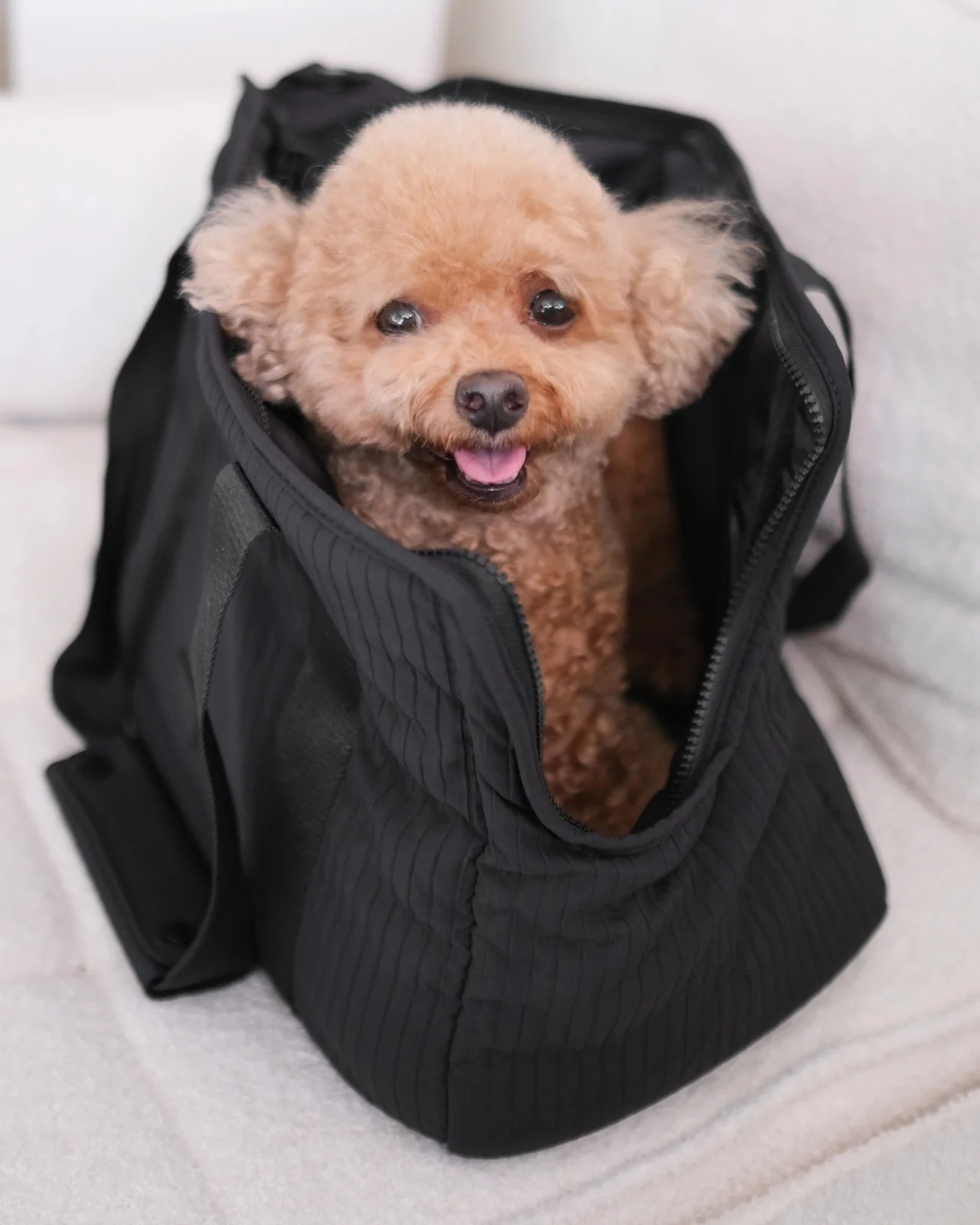 City Carrier Zip-In Dog Bag in Black - Image 3