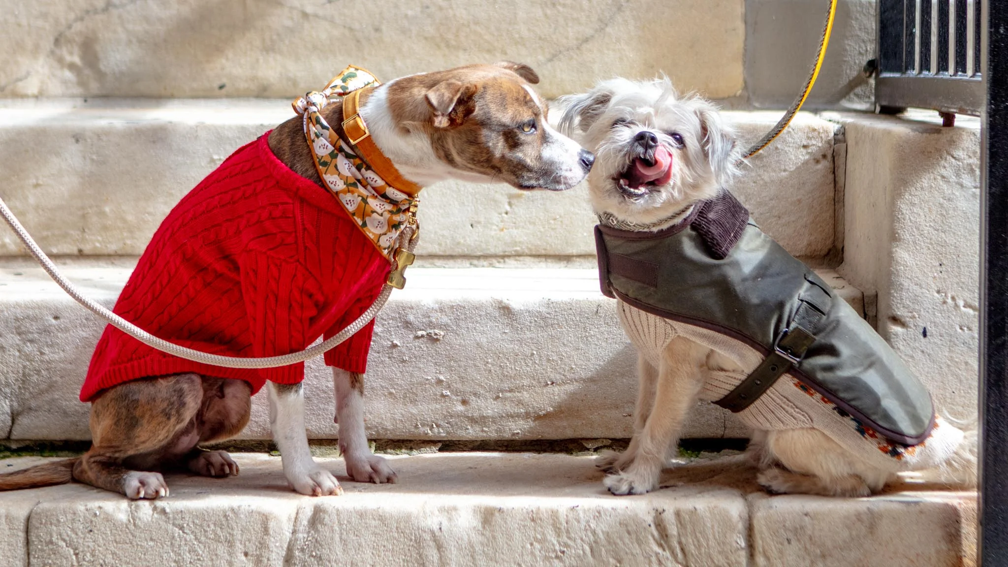 Classic Cable Knit Dog Cardigan in Red - Image 8