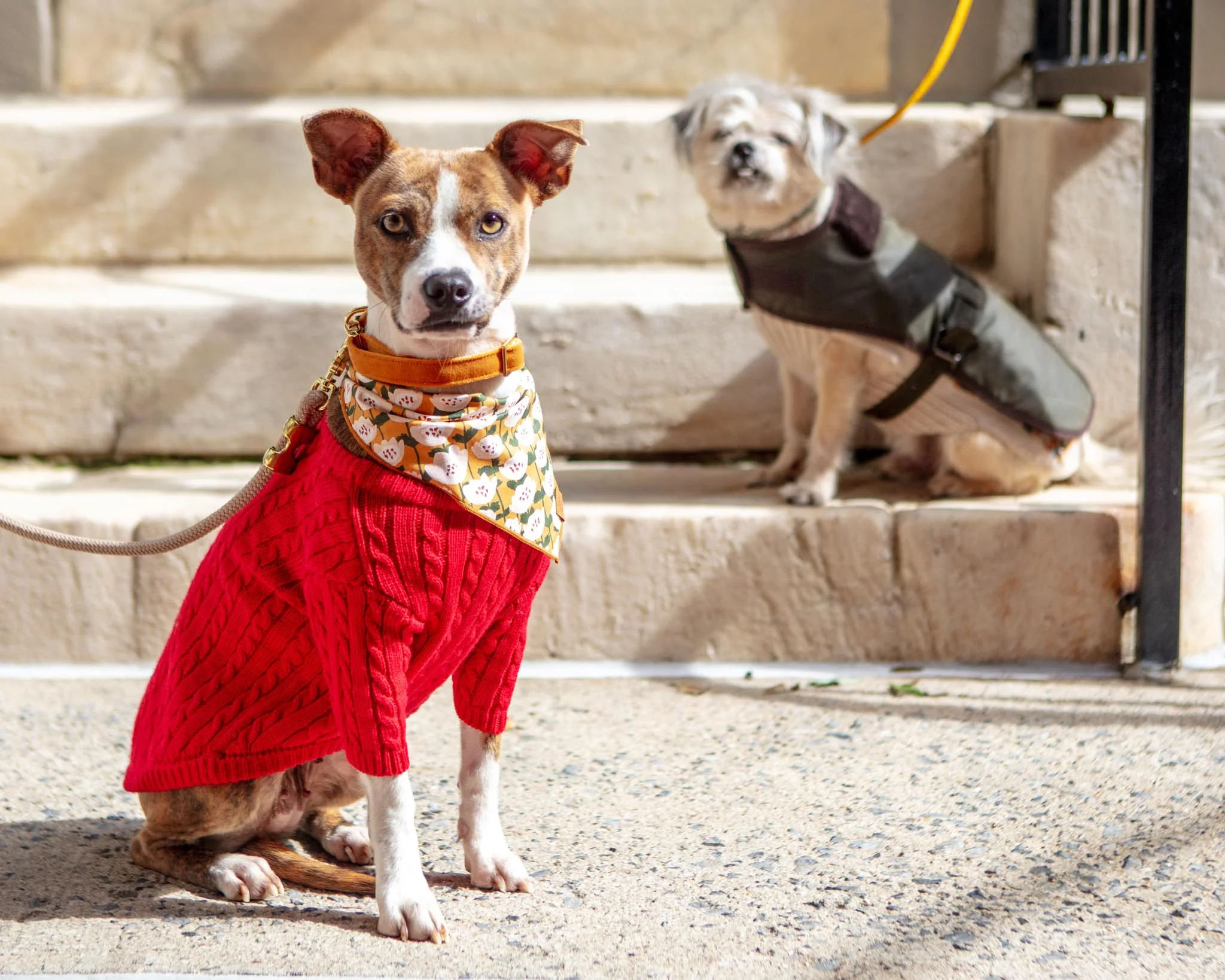 Classic Cable Knit Dog Cardigan in Red - Image 9