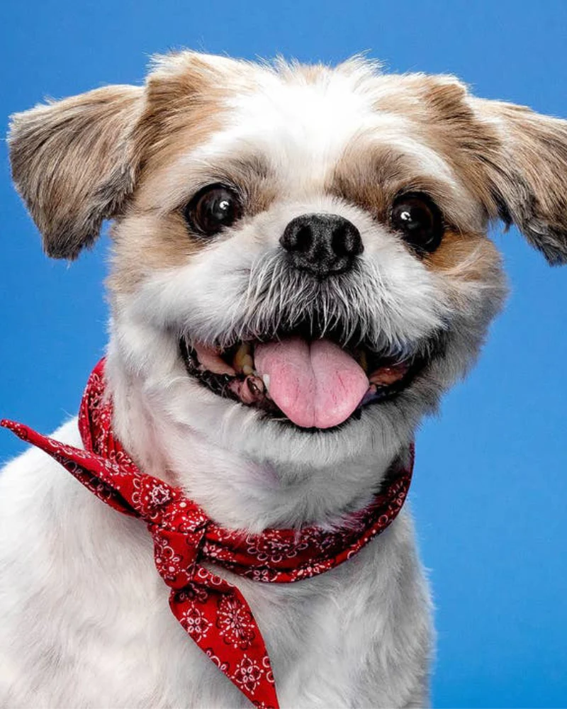 Classic Red Necktie for Dogs (Made in the USA) - Image 2