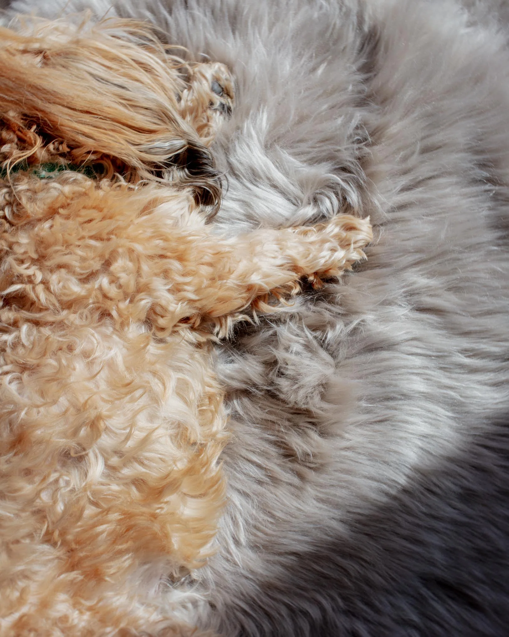 Natural Sheepskin Pet Throw in Chateau Grey (25"x37") - Image 2