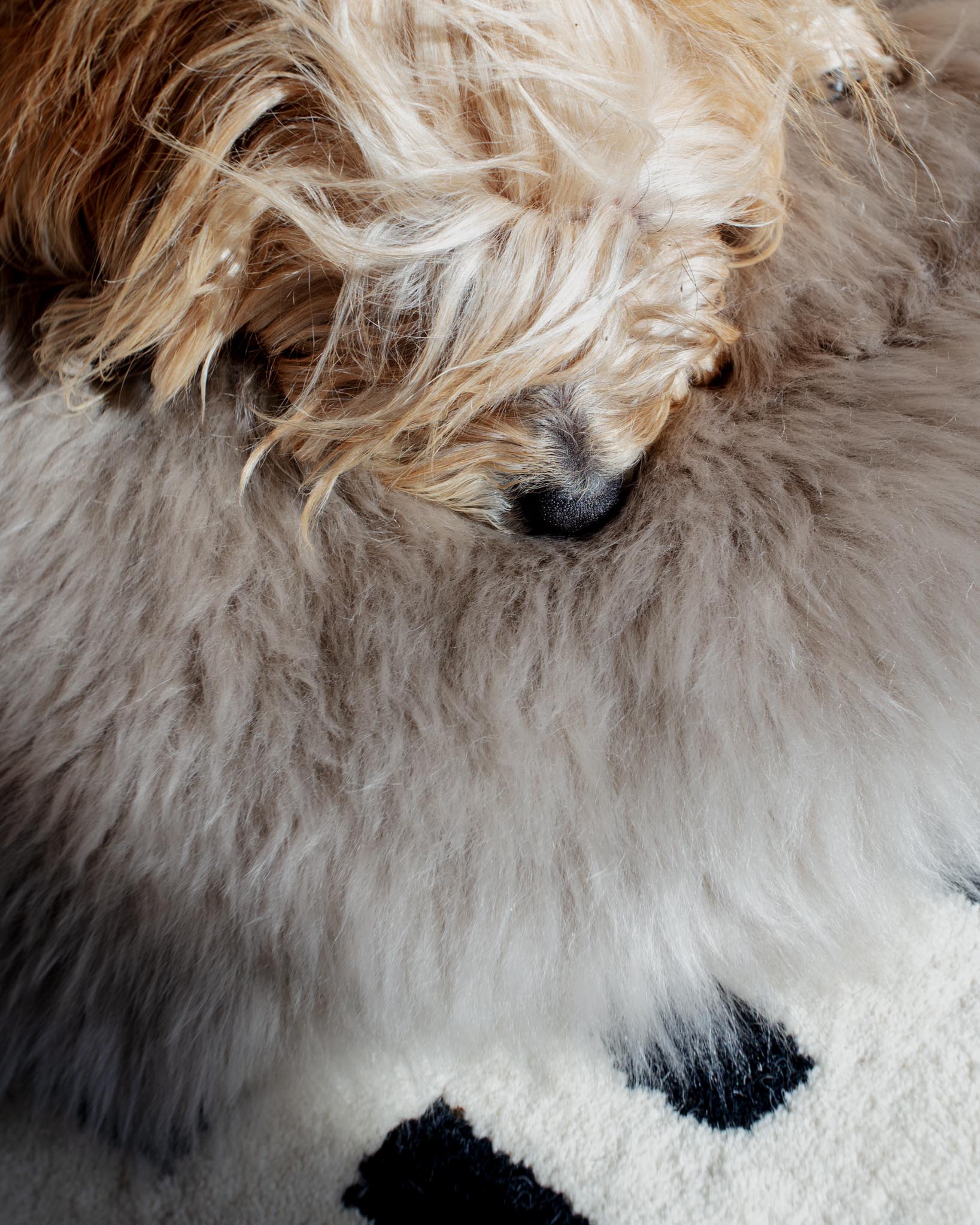 Natural Sheepskin Pet Throw in Chateau Grey (25"x37") - Image 3