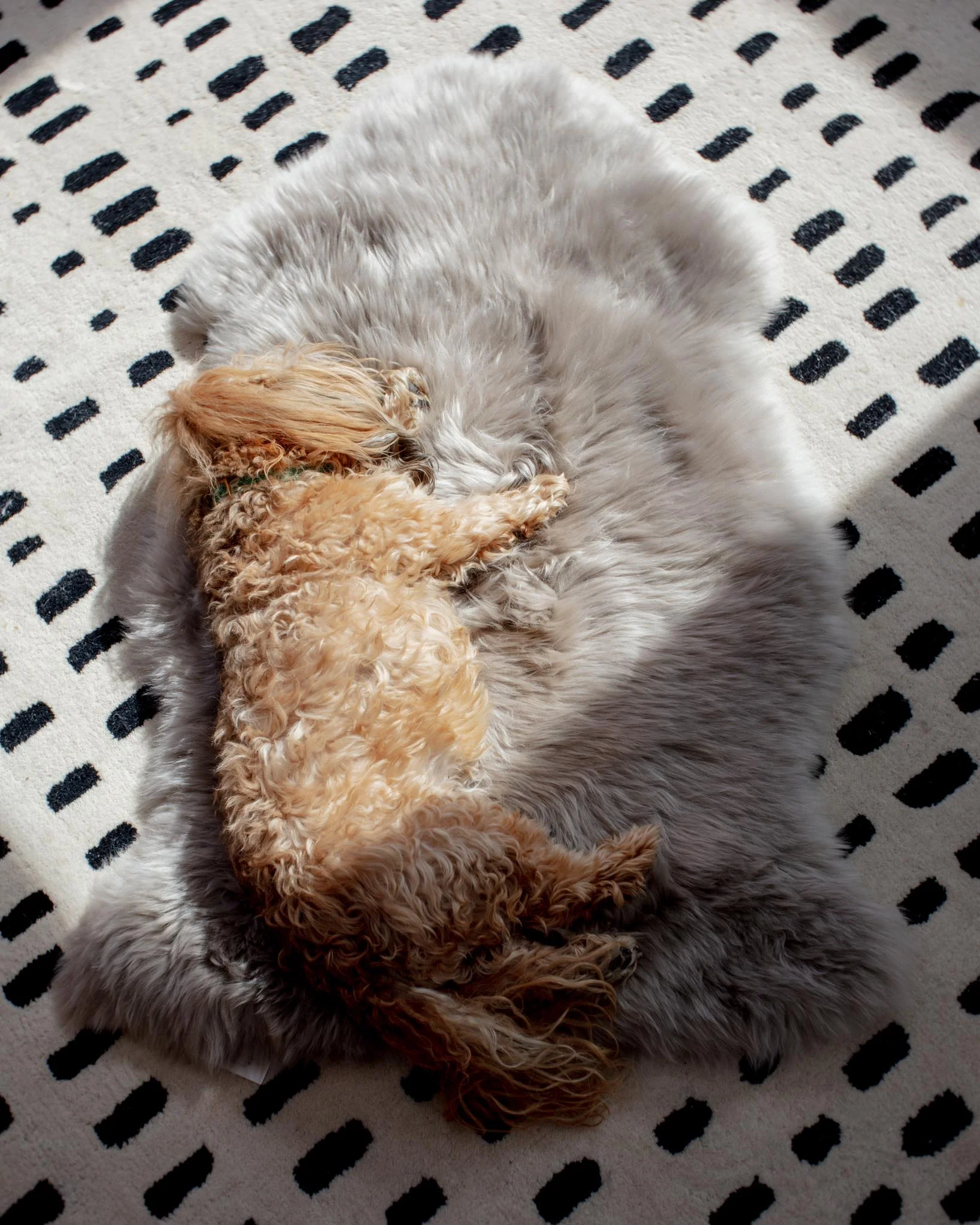 Natural Sheepskin Pet Throw in Chateau Grey (25"x37") - Image 4