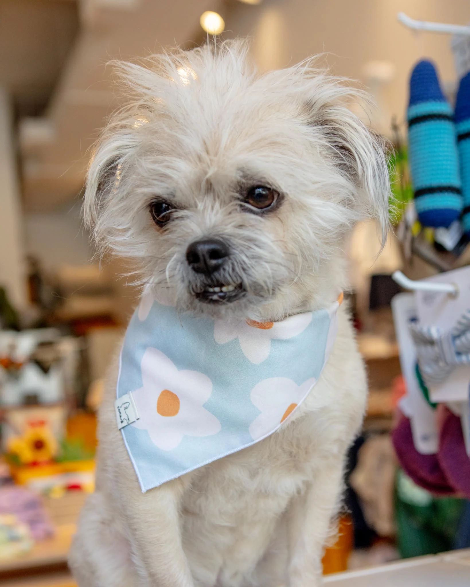 Cloud Daises Dog Bandana (Made In the USA) - Image 2