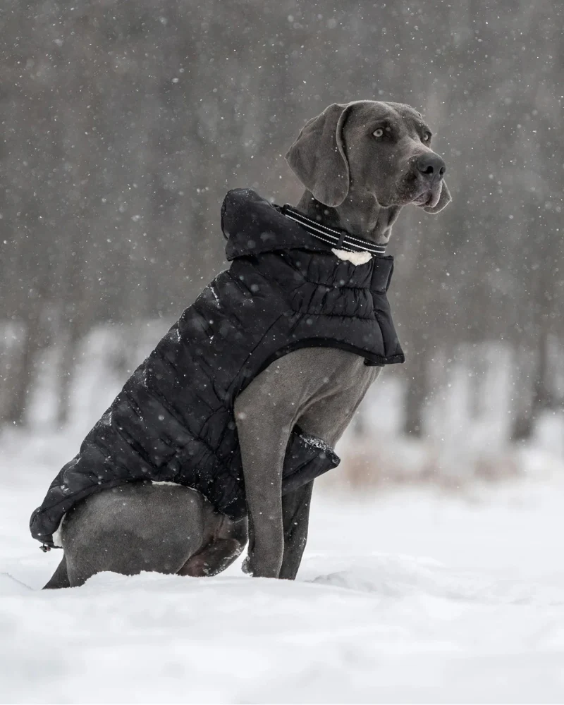 Cloud Puffer Parka for Dogs in Black - Image 8