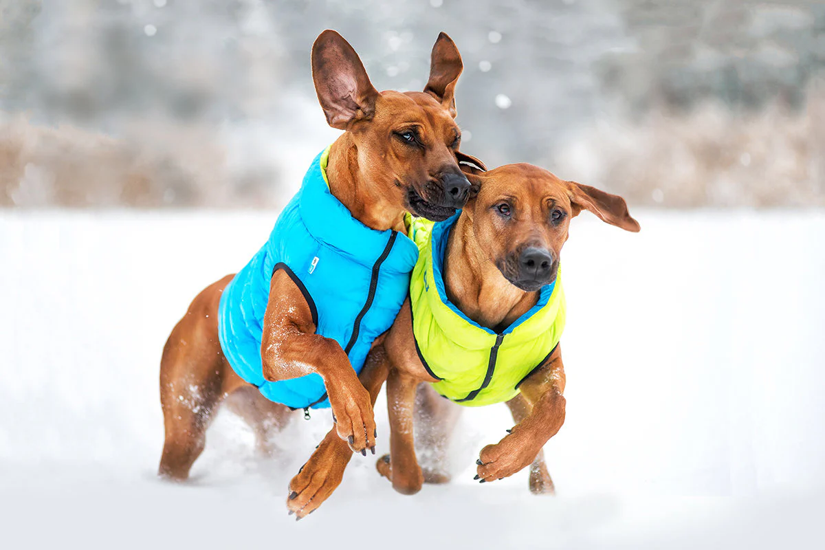 COLLAR BRAND | Reversible AiryVest in Light Green and Blue (with Harness Hole) - Image 2
