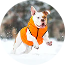 COLLAR BRAND | Reversible AiryVest Lumi in Tangerine + Glow-in-the-Dark Mint (with Harness Hole) - Image 8