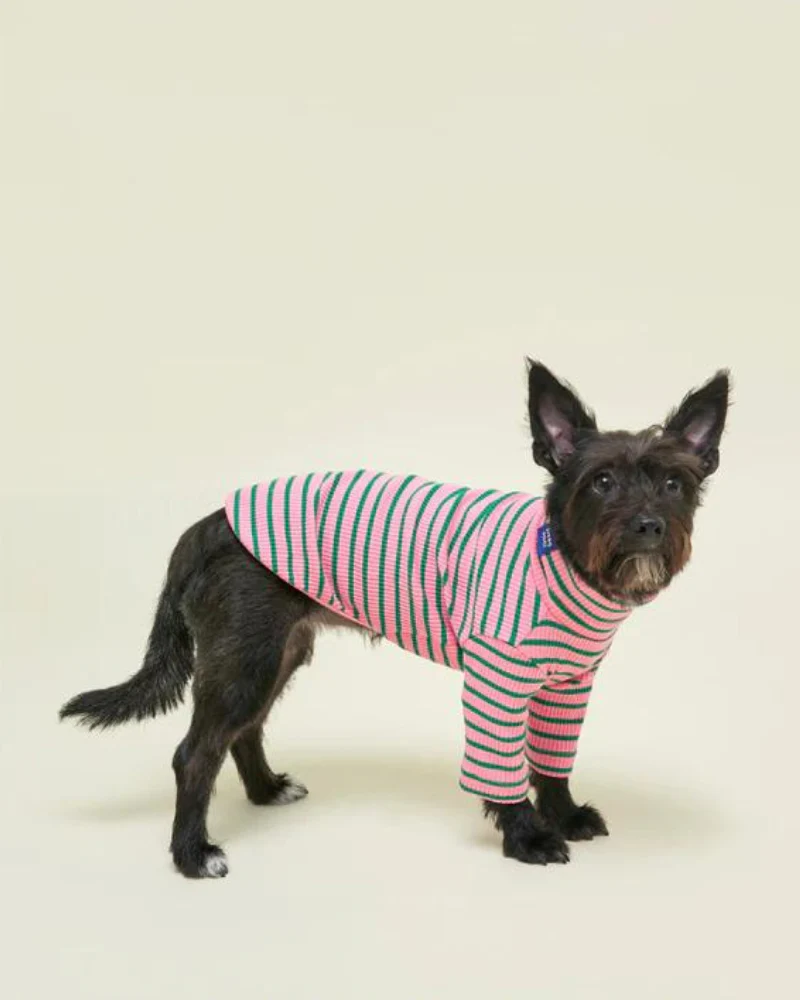 College Dropout Ribbed Dog Pullover - Image 2