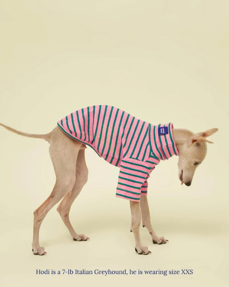 College Dropout Ribbed Dog Pullover - Image 5