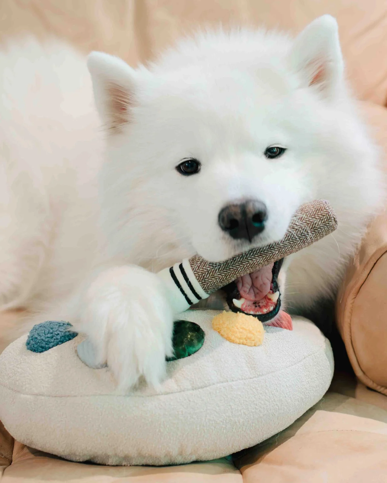 Color Palette Set Dog Enrichment Toy (FINAL SALE) - Image 6
