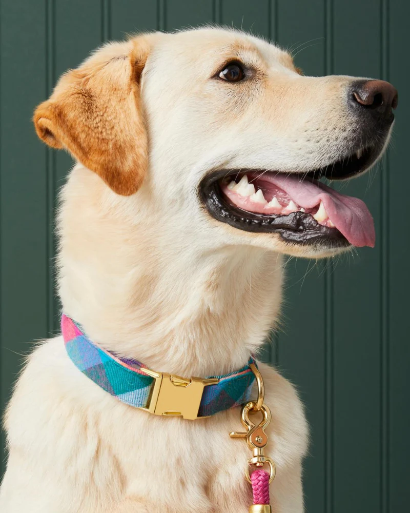 Color Pop Flannel Dog Collar (Made in the USA)