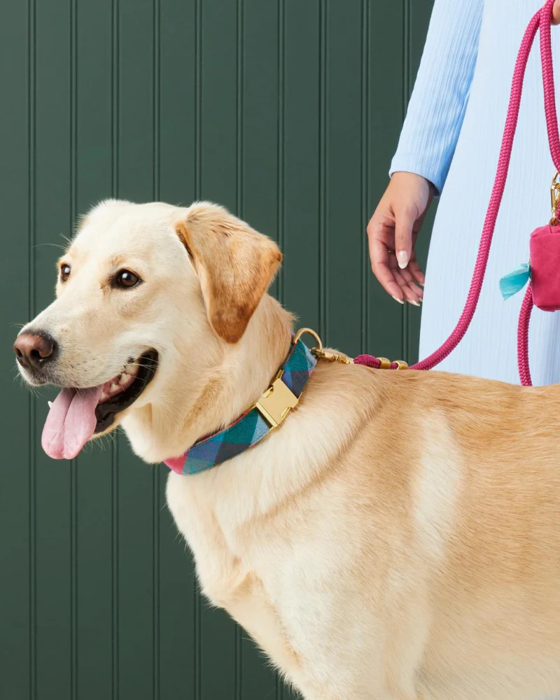 Color Pop Flannel Dog Collar (Made in the USA) - Image 5