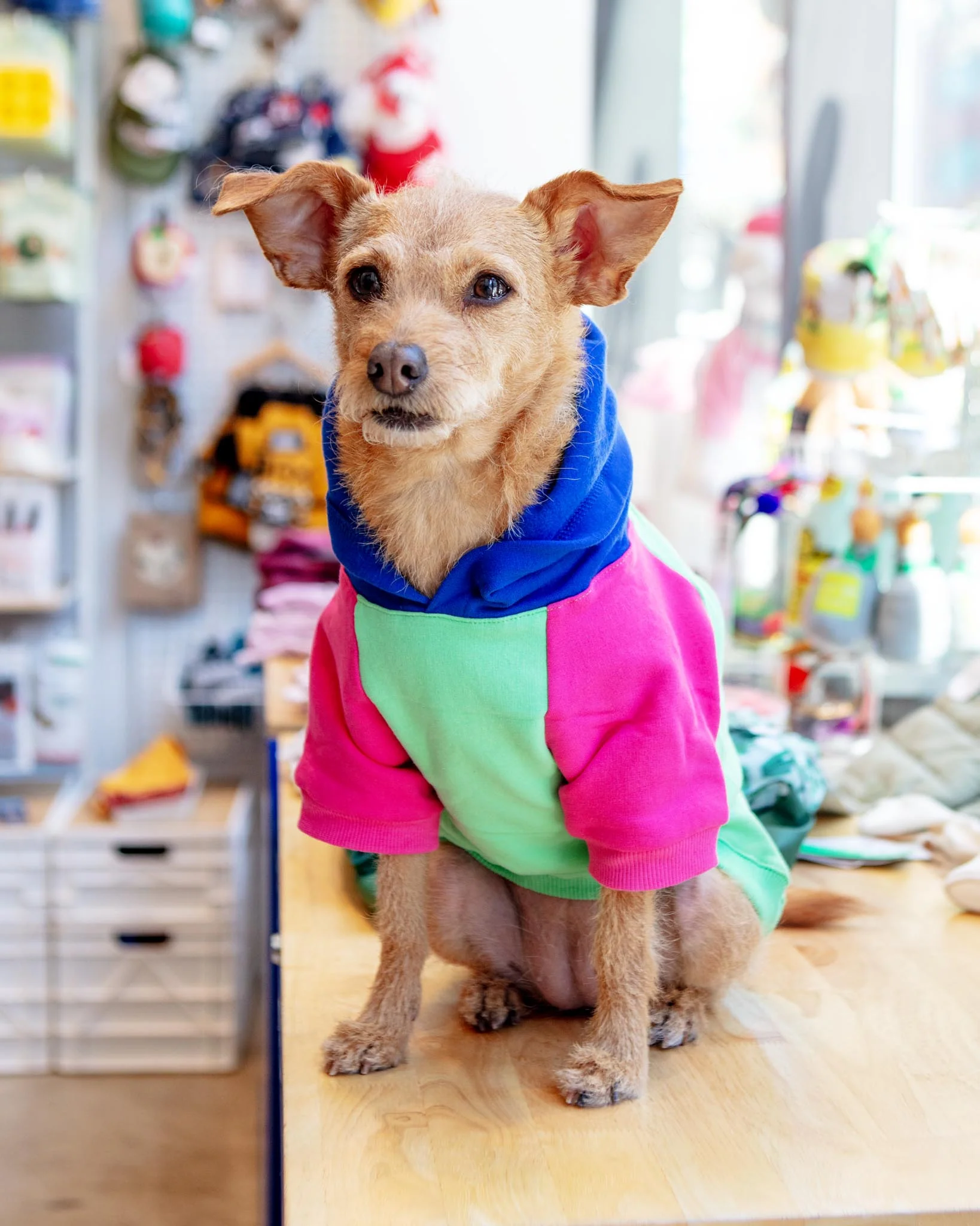 Colorblock Dog Hoodie in Bubblegum + Mint (FINAL SALE)
