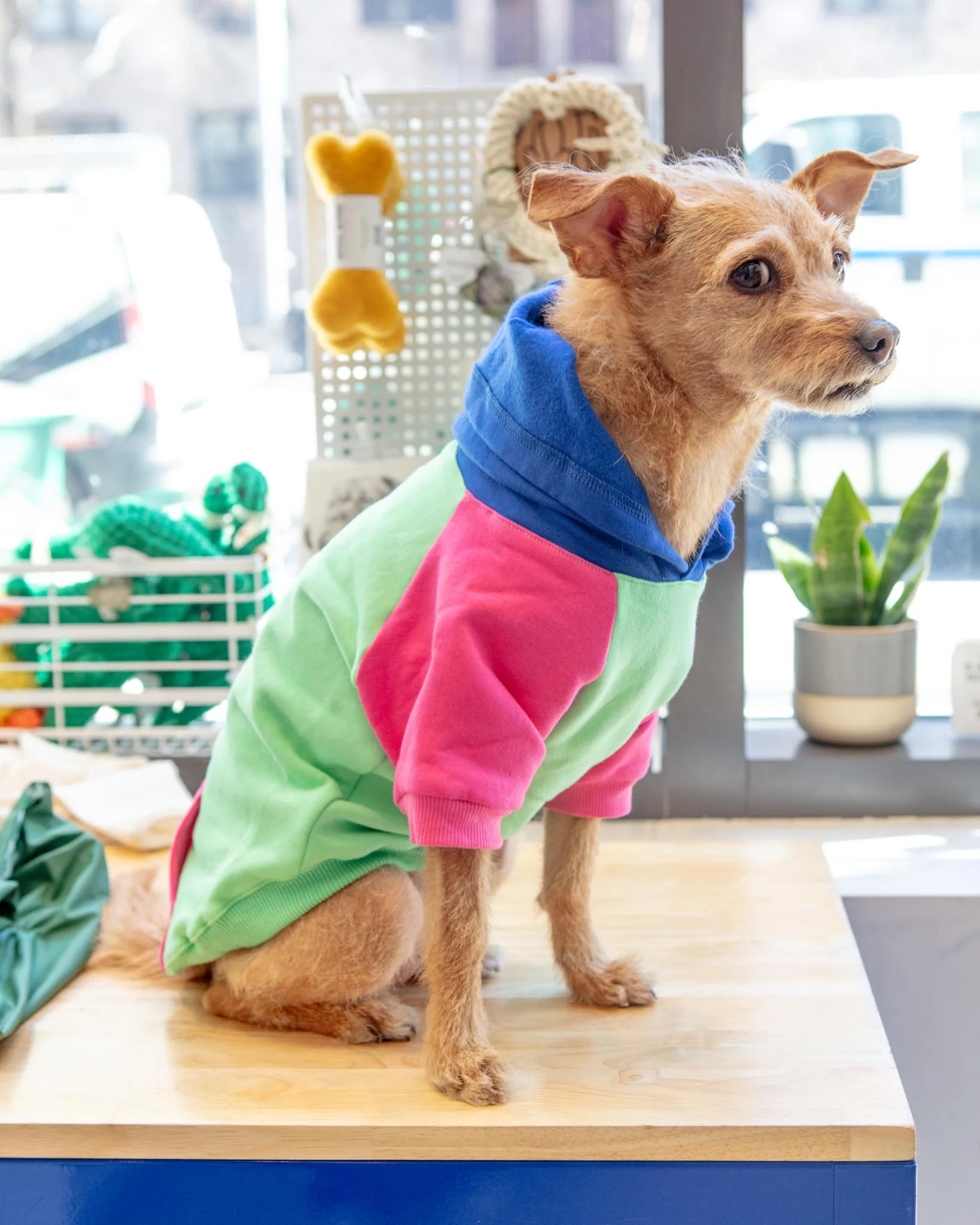 Colorblock Dog Hoodie in Bubblegum + Mint (FINAL SALE) - Image 2