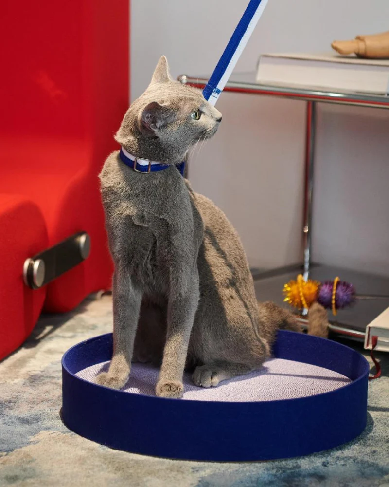 Colorful Round Cat Scratcher - Image 3