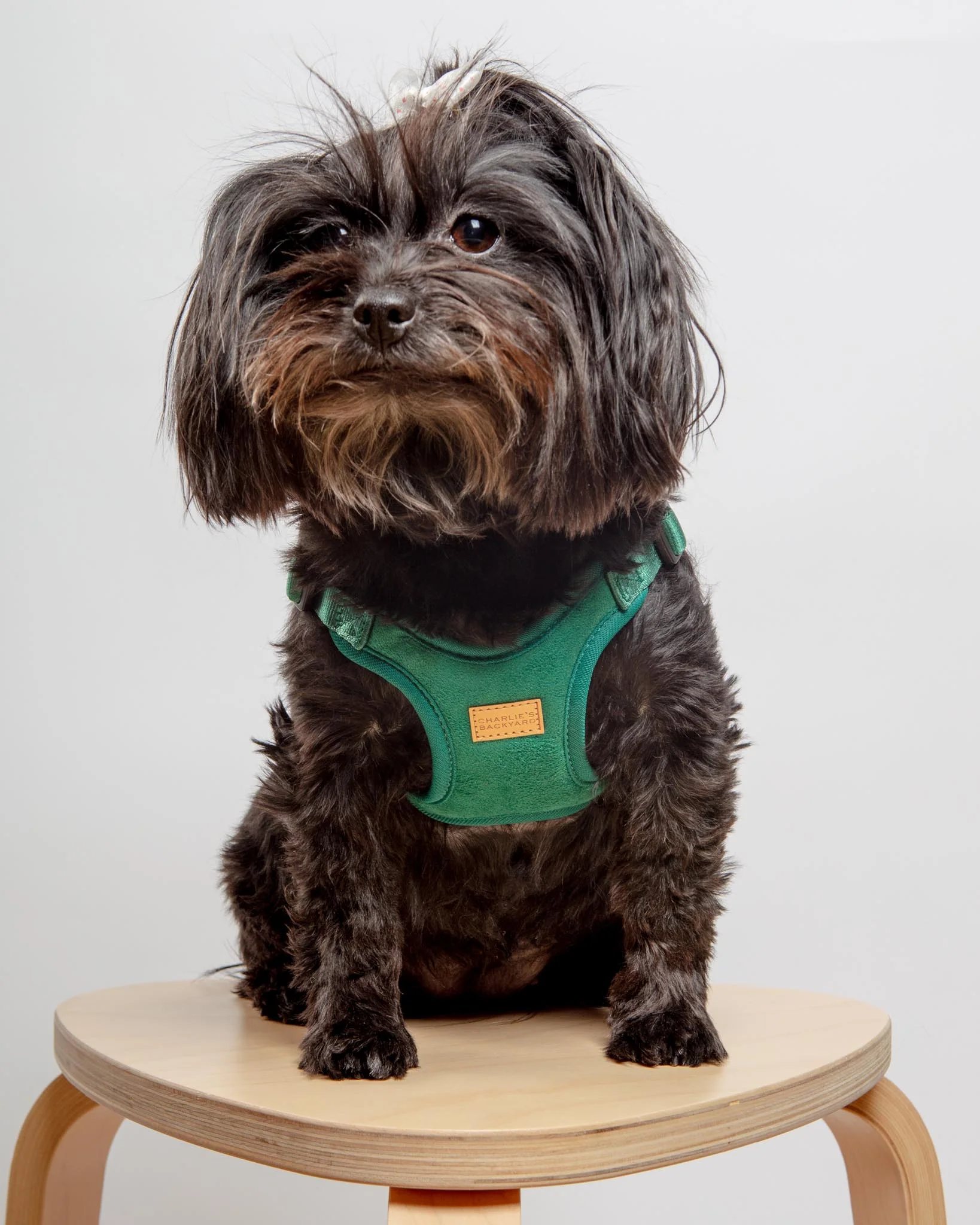 Comfort Dog Harness in Green - Image 3