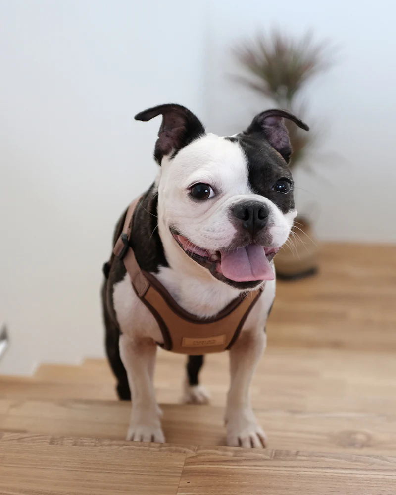 Comfort Dog Harness in Tan - Image 5