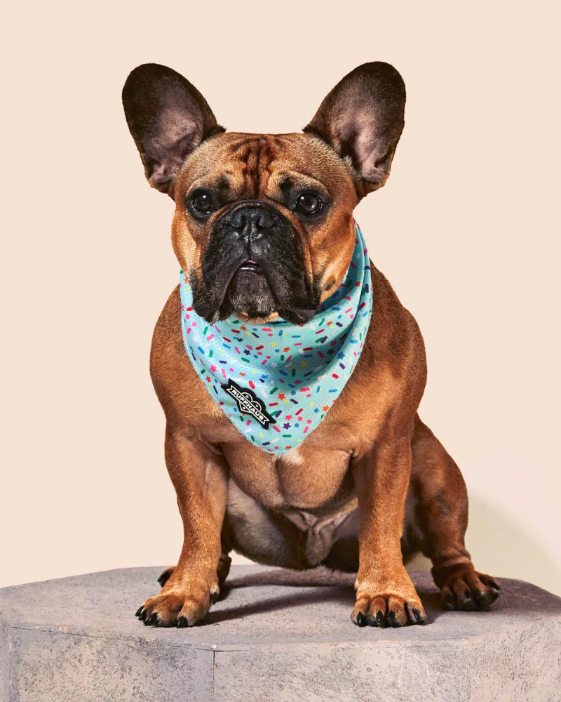 Confetti Dog Cooling Bandana (FINAL SALE) - Image 2