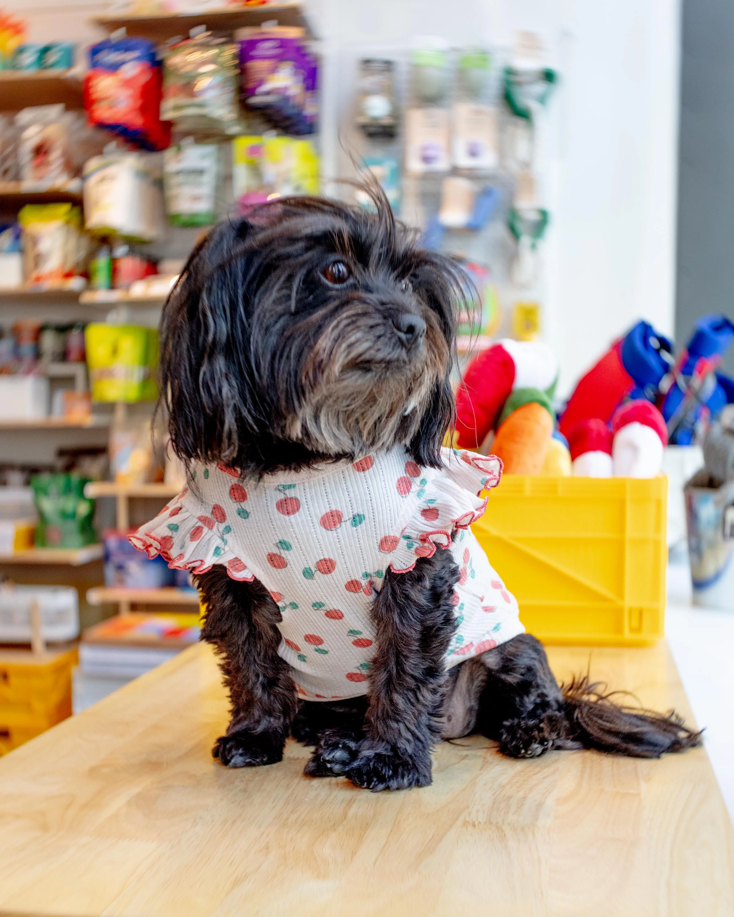 Cool Cherry Shoulder Frill Dog Shirt (FINAL SALE)
