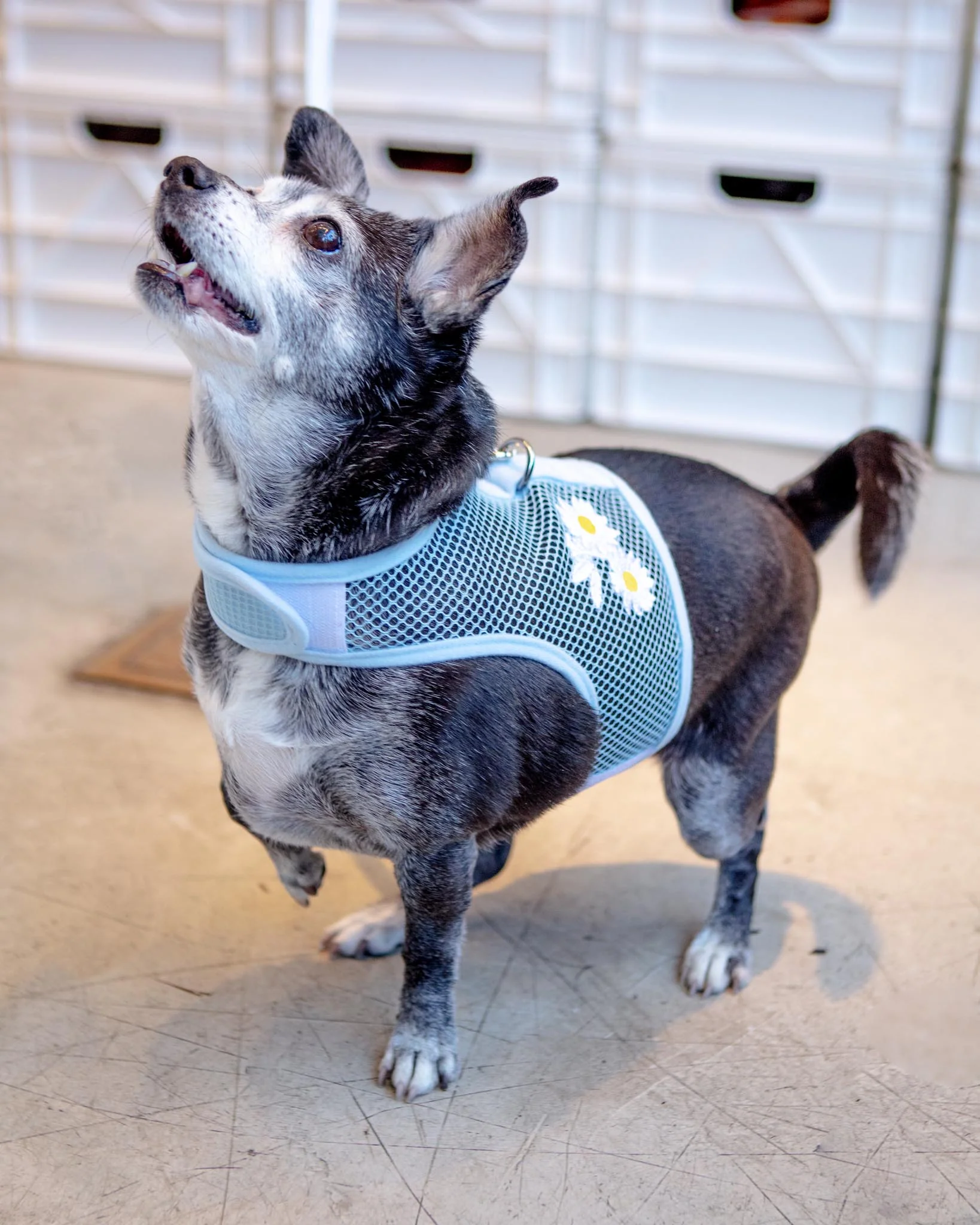 Cool Mesh Dog Harness in Daisy (FINAL SALE) - Image 2