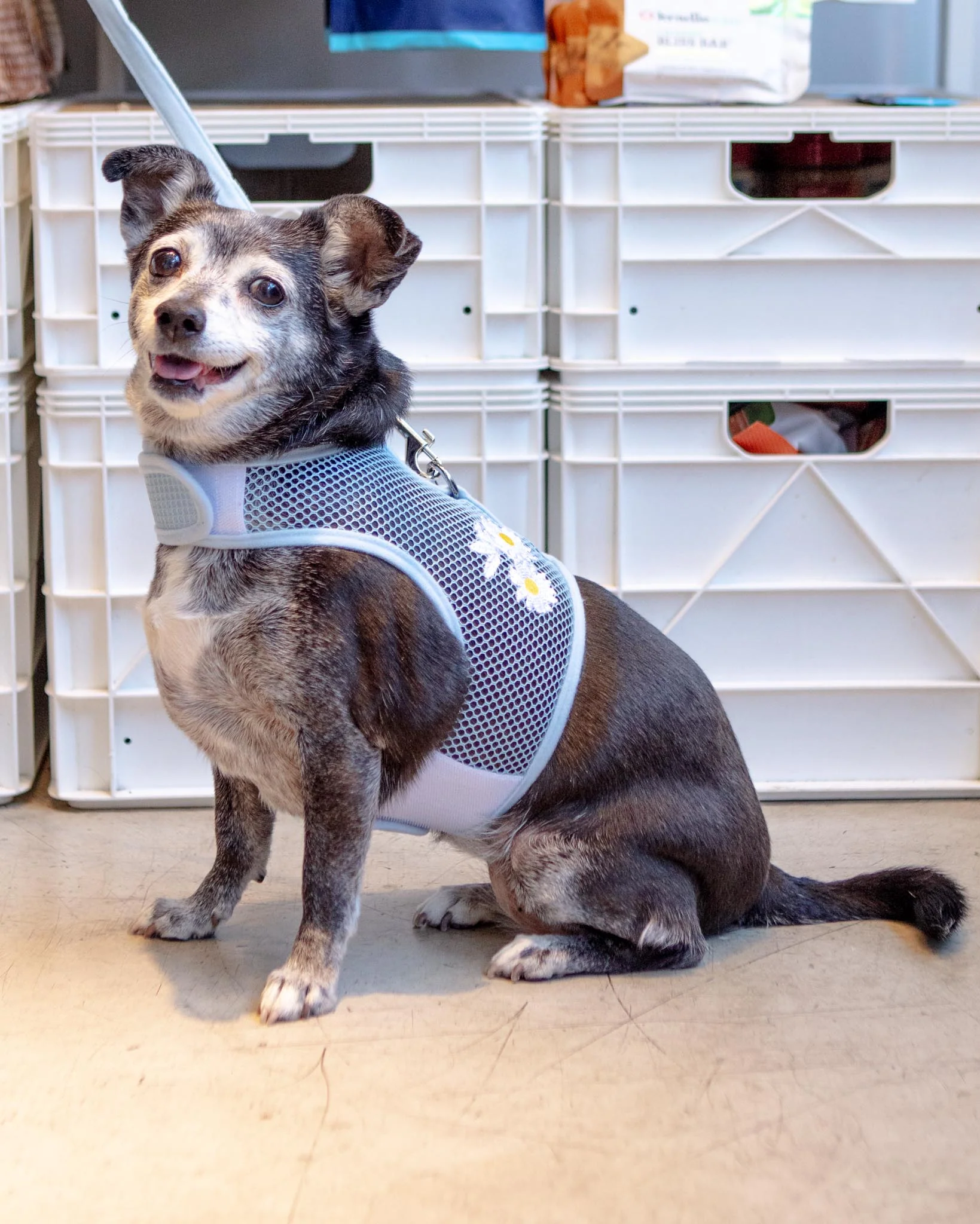 Cool Mesh Dog Harness in Daisy (FINAL SALE) - Image 3