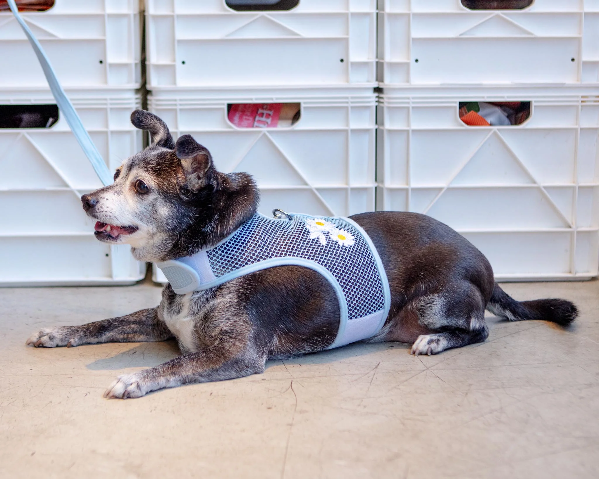 Cool Mesh Dog Harness in Daisy (FINAL SALE) - Image 4