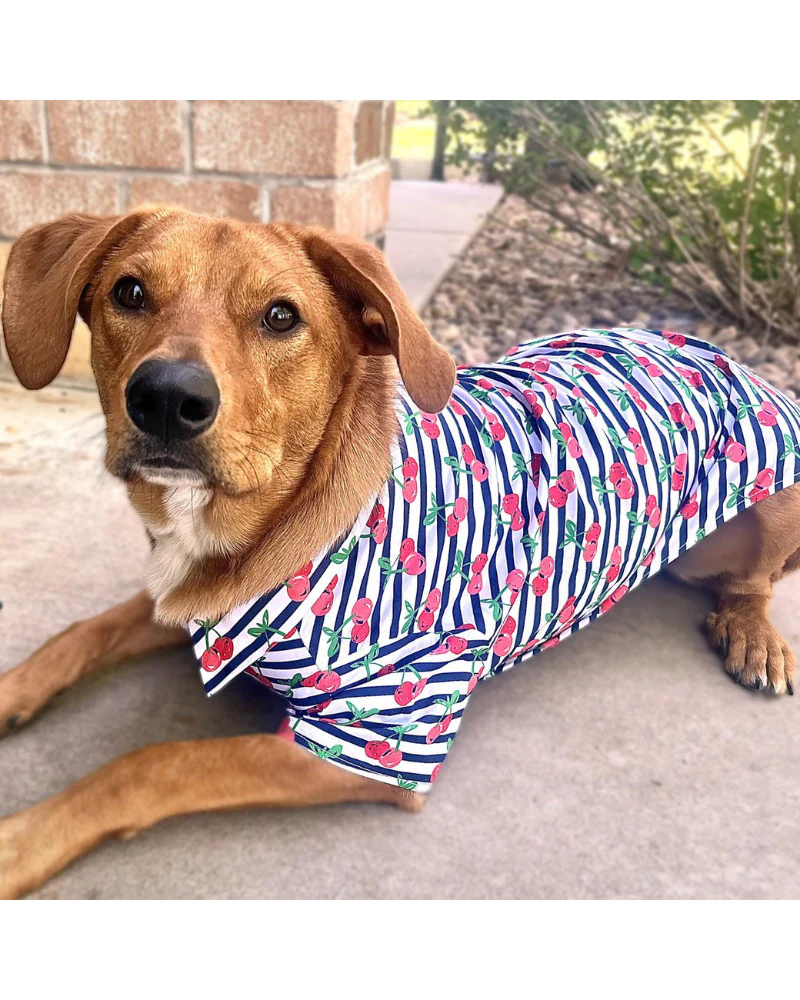 Cheerful Cherries Collared Dog Shirt (SIDEWALK SALE) - Image 4