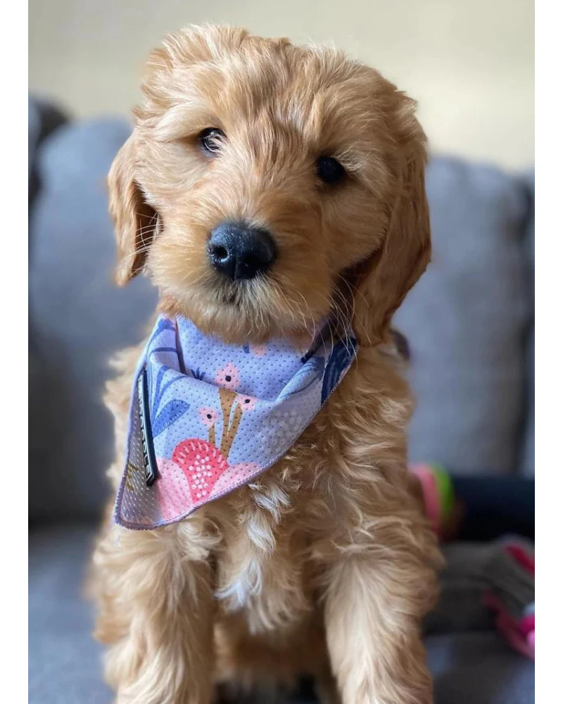 Cooling Dog Bandana in Bloom - Image 2