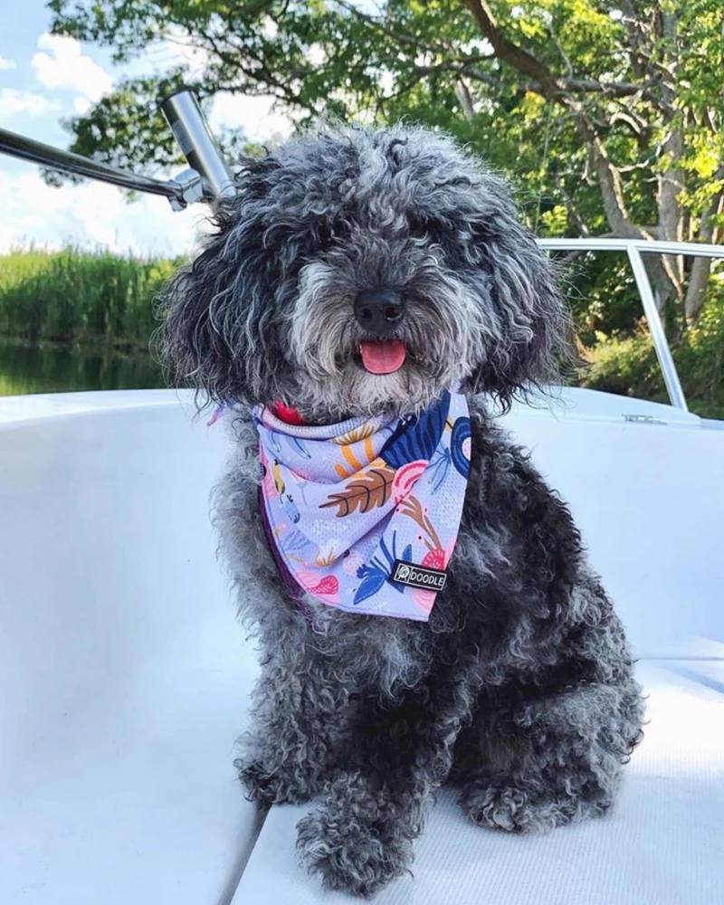 Cooling Dog Bandana in Bloom - Image 3