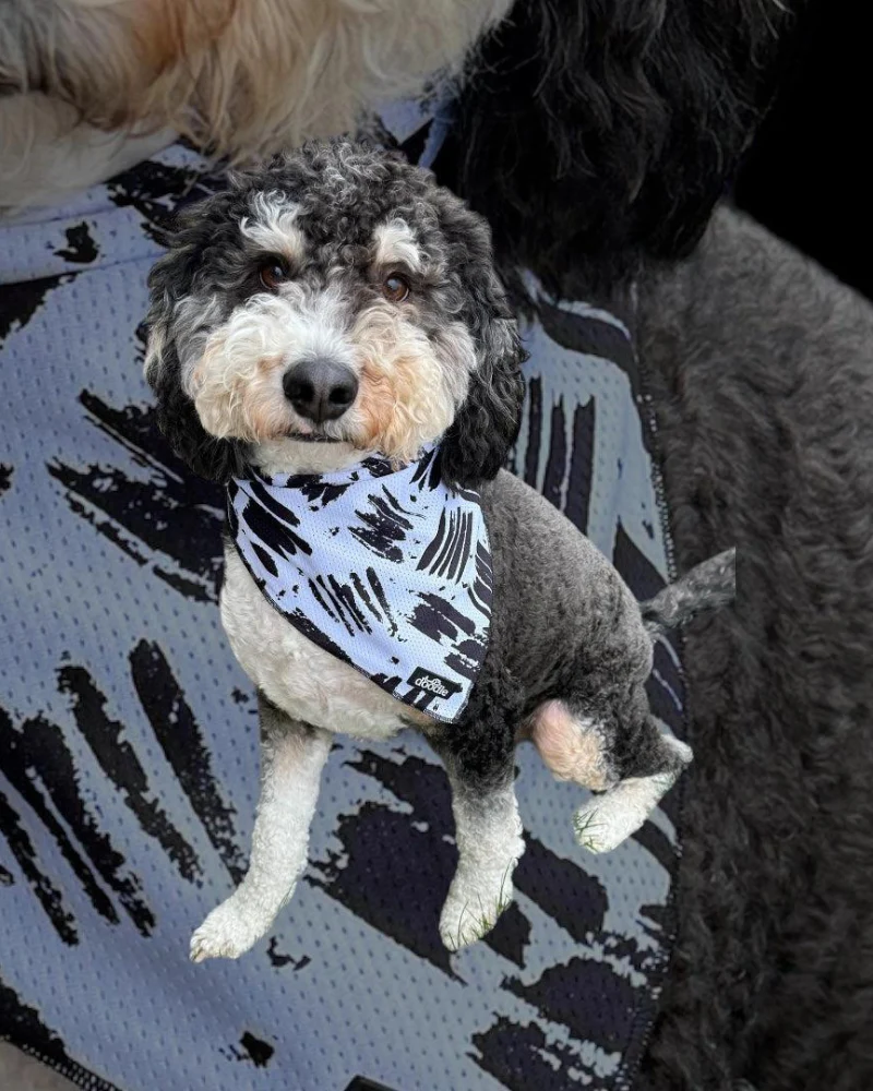 Cooling Dog Bandana in Berne (FINAL SALE) - Image 2