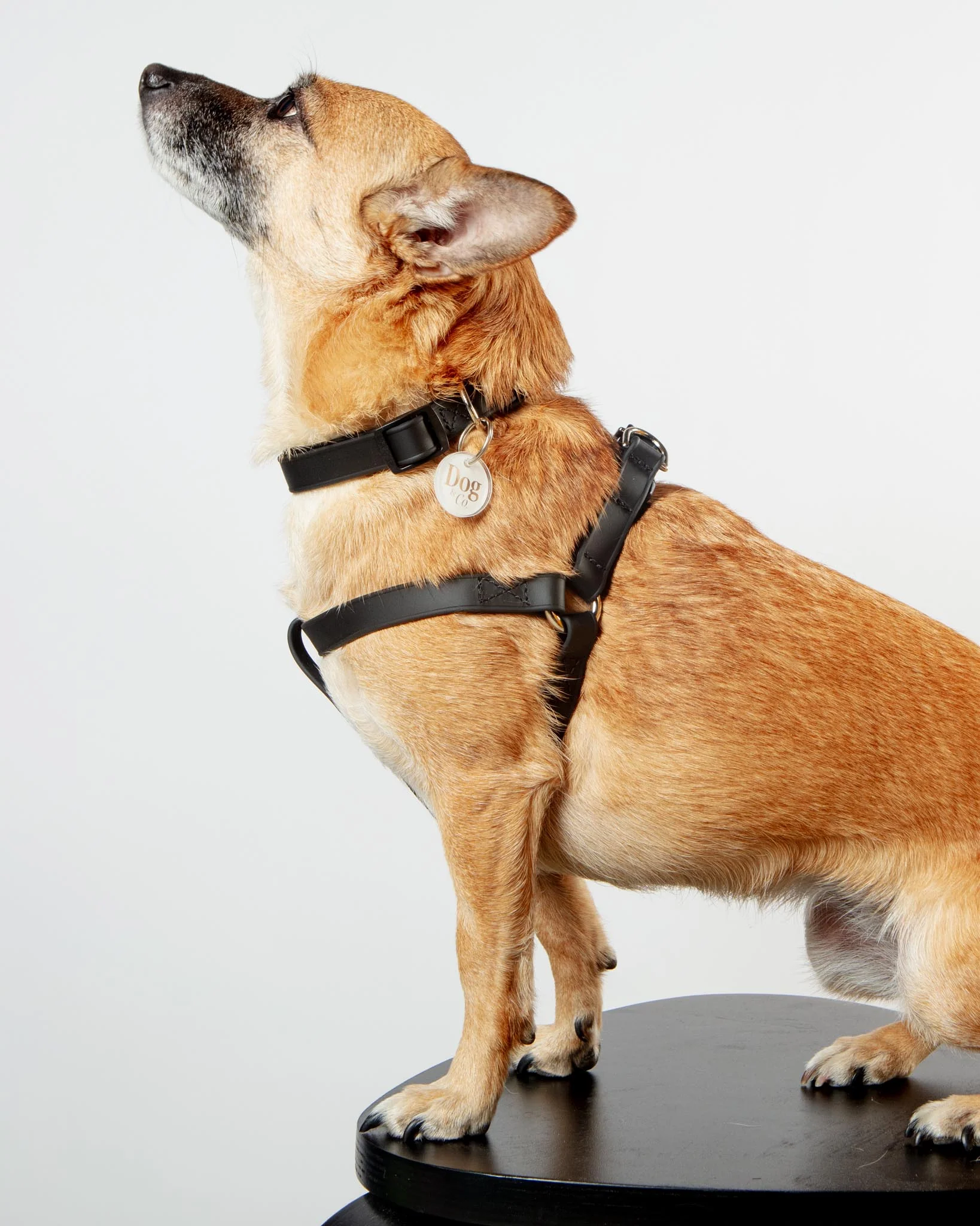 Walk in the Park Waterproof Dog Harness in Black (Made in the USA) - Image 4
