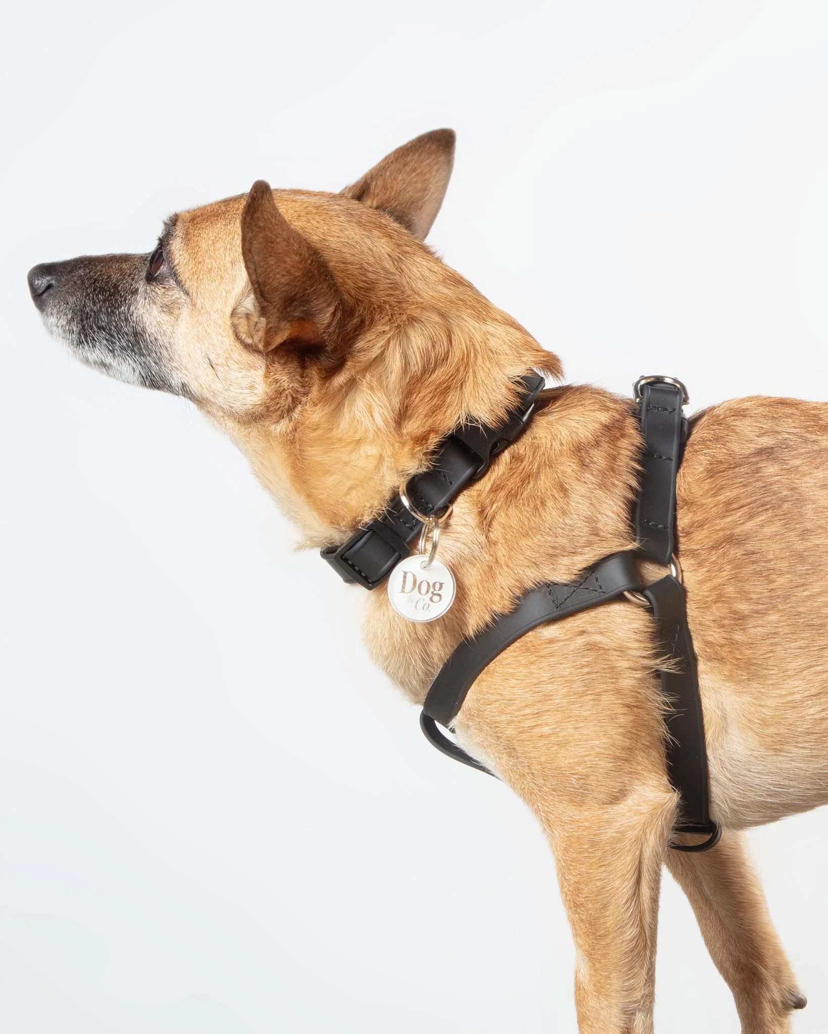 Walk in the Park Waterproof Dog Harness in Black (Made in the USA) - Image 5
