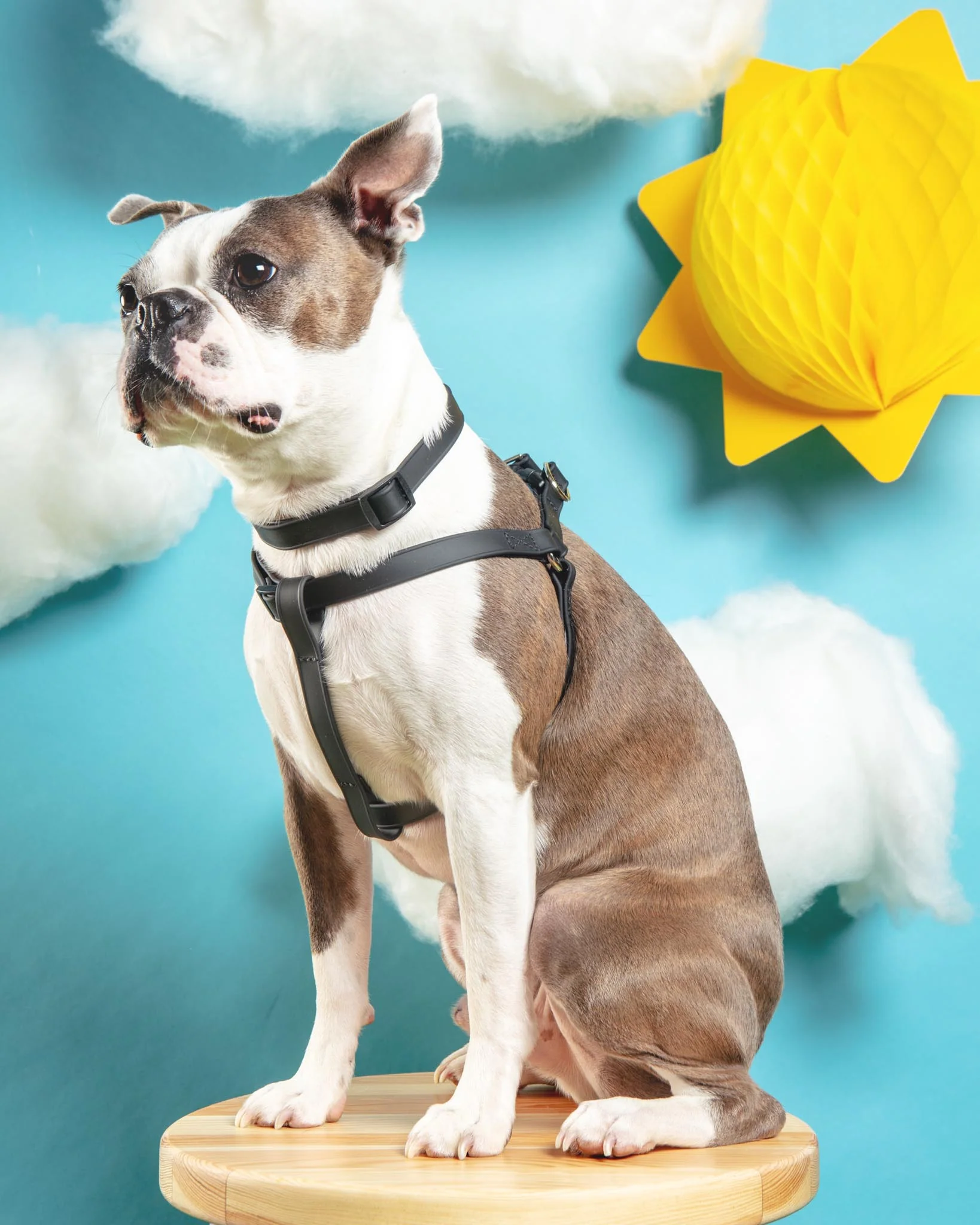 Walk in the Park Waterproof Dog Harness in Black (Made in the USA) - Image 6
