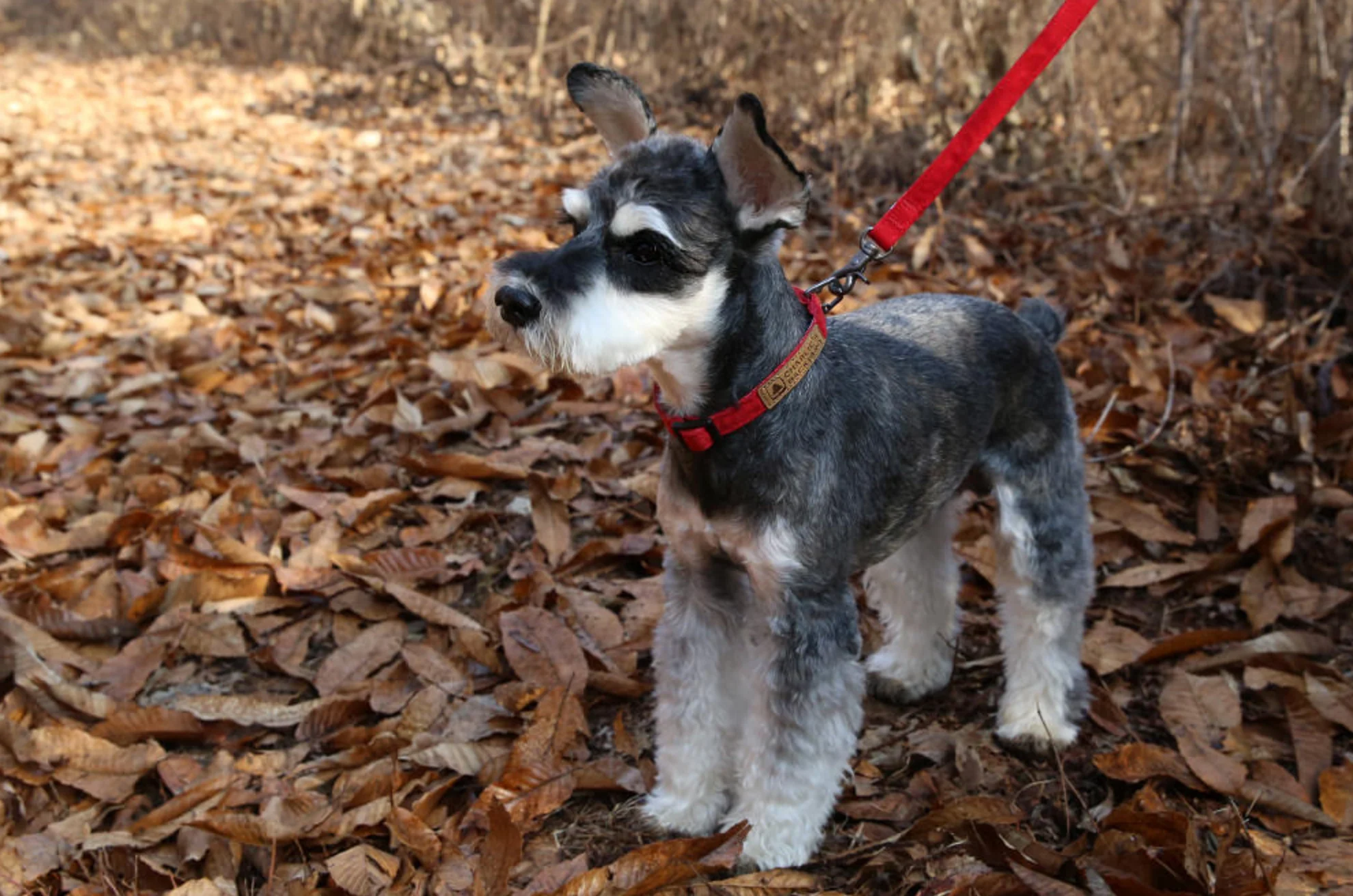 Easy Dog Collar in Red - Image 3