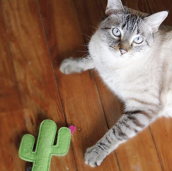 Kitty Cactus Cat Toy - Image 4