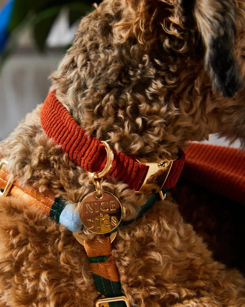 Cord Dog Collar in Rust (FINAL SALE) - Image 2