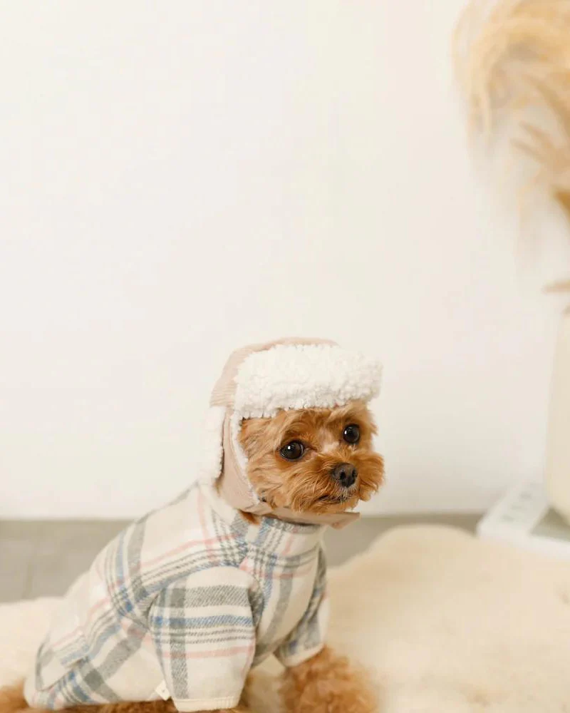 Corduroy Pet Flight Cap - Image 8