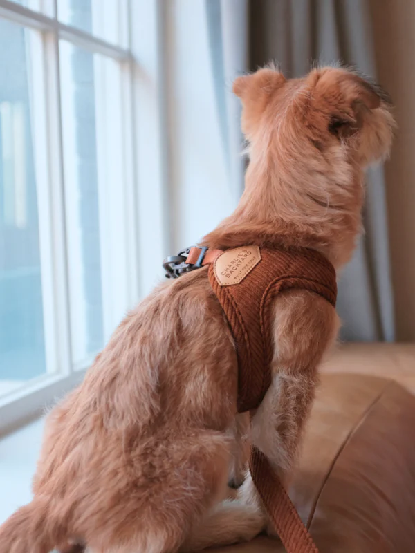 "Roy" Corduroy Buckle Up Easy Dog Harness in Caramel - Image 3