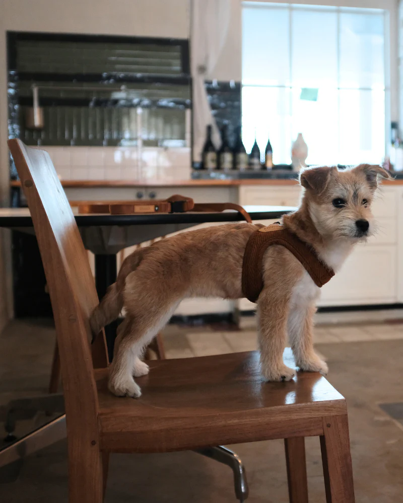 "Roy" Corduroy Buckle Up Easy Dog Harness in Caramel - Image 4